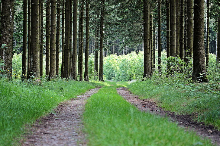 vzdialenosť, lesná cesta, Forest, stromy, Príroda, Lane, Zelená