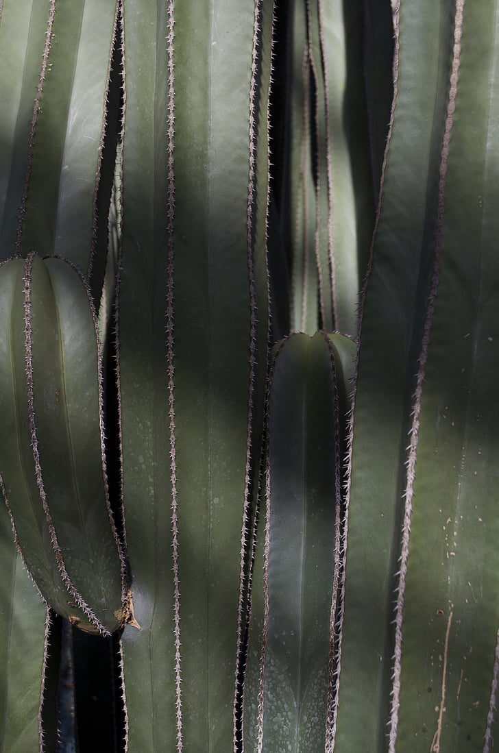 cactus, planta, Longwood, espinos, naturaleza, señaló, spikey