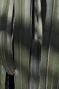 Cactus, plante, Longwood, épines, nature, pointé, Spikey