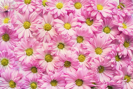 pink daisies, flowers, background, backdrop, copy space, copy-space, pink