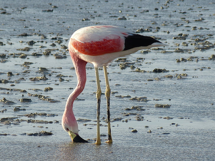 Flamingo, Chile, Sydamerika, Atacama, öken, San pedro de atacama, naturen