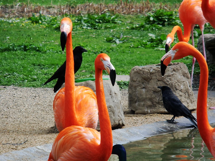 ภาพฝูงนกฟลามิงโก้, นก, สวนสัตว์, สีชมพู, ธรรมชาติ, นกน้ำ, แปลกใหม่