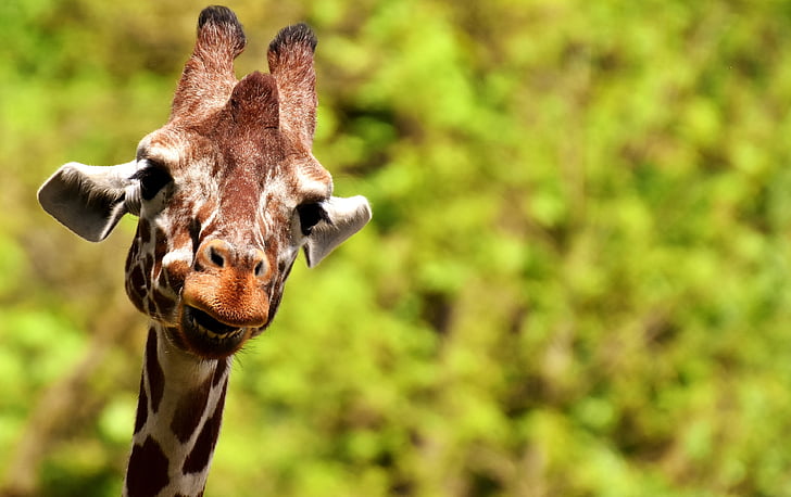 giraff, vilda djur, fläckar, långa gipp, djur, Afrika, Zoo
