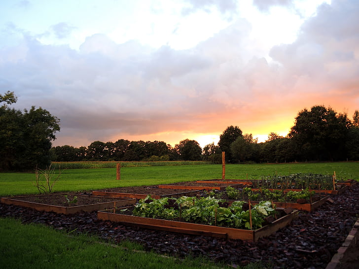 kitchen garden, sunset, horizon, vegetable, colorful sunset
