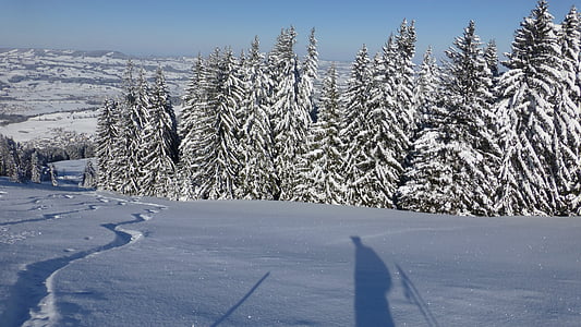 Allgäu, озеленена, Зима, снег, Солнце, холодная, Фрост