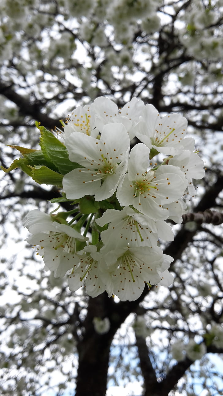 cherry blossom, spring, white blossom, fruit tree, tree, nature, branch