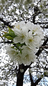 kirsebærtre blomstrer, våren, hvite blomster, frukt treet, treet, natur, gren