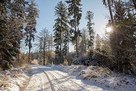 carretera, neu, bosc, arbres, paisatge, cobert de neu, natura