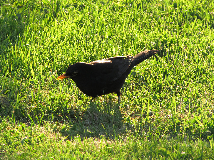 Blackbird, птах, Чорний птах, Природа, тварин