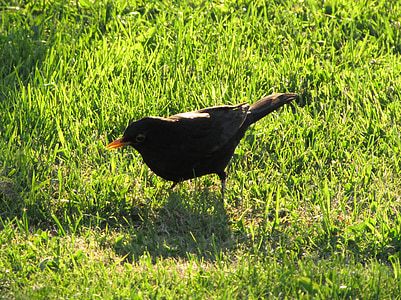Blackbird, pták, černý pták, Příroda, zvířata