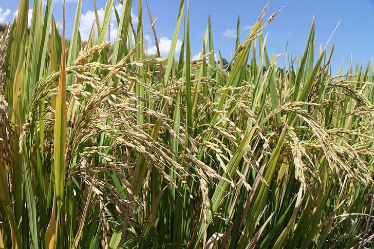 ryžové polia, ch, úroda, pole, Čína, Ujgurské, jeseň