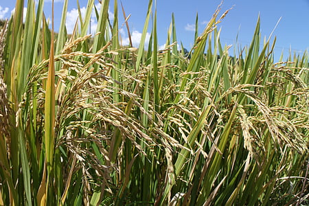 rýžová pole, ch, sklizeň, pole, Čínská lidová republika, Ujgurština, podzim