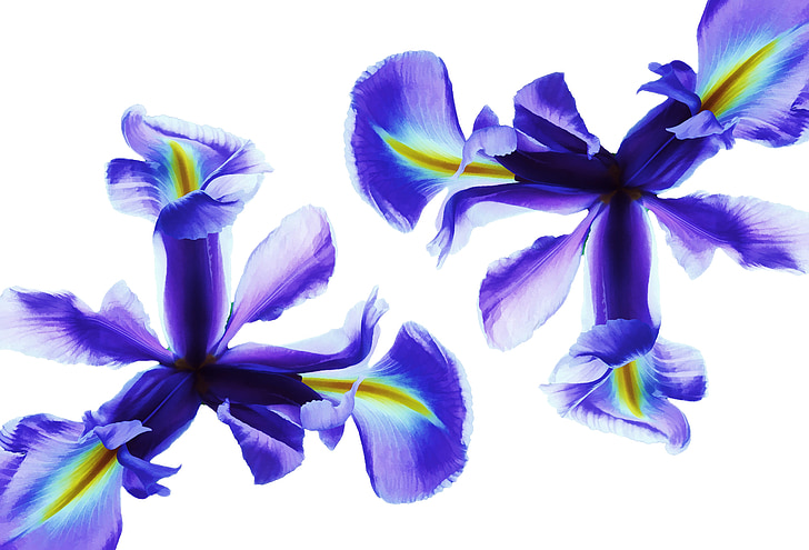 flor, Iris, azul, naturaleza, flores, primavera, planta