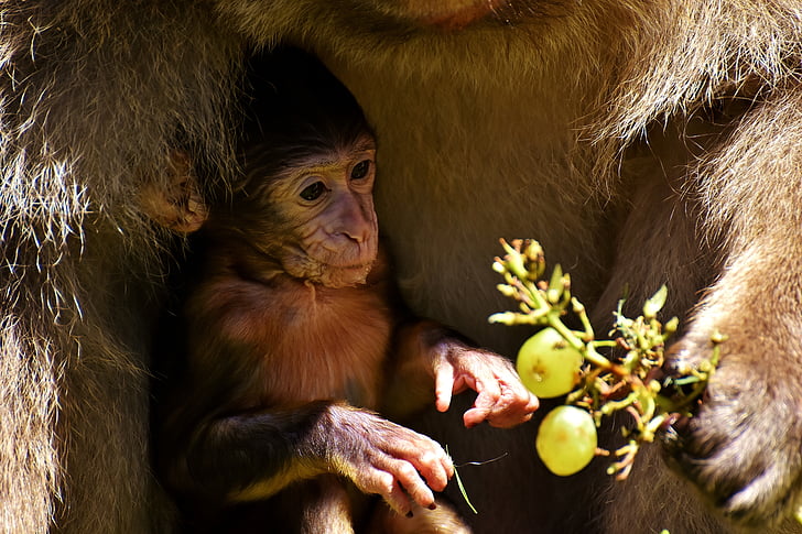 baby monkey, barbary ape, endangered species, eat, monkey mountain salem, animal, wild animal