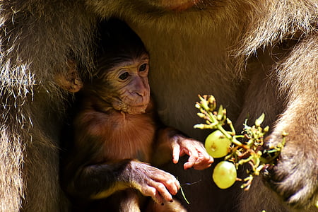 Baby monkey, Barbary ape, zagrożone gatunki, jeść, Monkey mountain salem, zwierząt, dzikie zwierzę