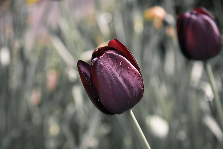 tulip, flower, drip, focus on foreground, nature, close-up, no people
