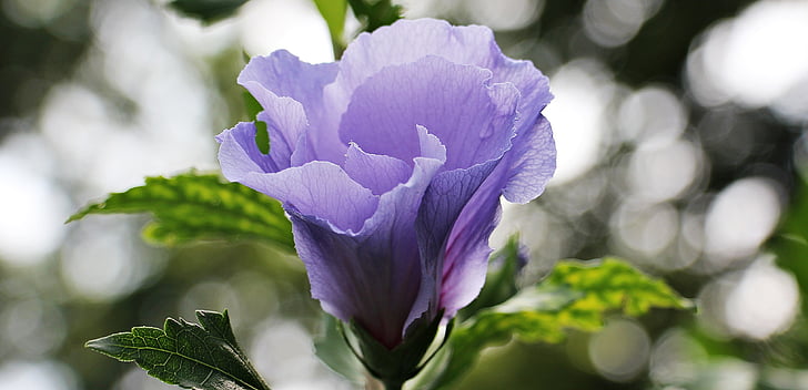 mallow, flower, blossom, bloom, sky, blue, light purple