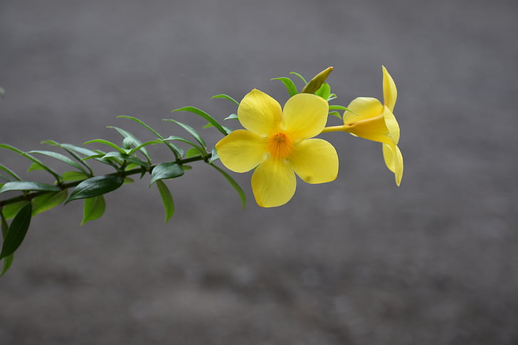 geltonas Žiedelis, gėlė vėdrynas, Auksinis trimitas gėlės, Allamanda, Karibai, Sent Lusija, Gamta