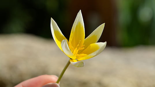 Star tulip, pequena estrela tulip, flor, flor, flor, estrela, flor de primavera