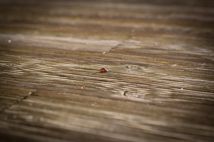 ladybug, terrace, wood floor, lonely, infinite increase