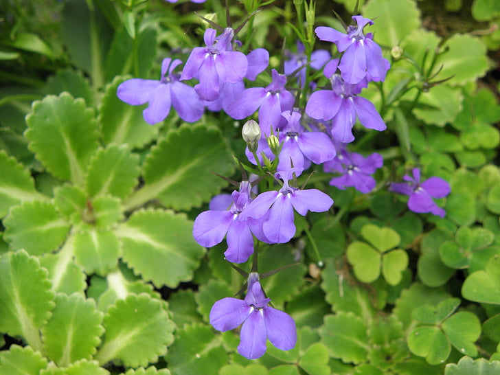 Lobelia, λουλούδια, μπλε, τριφύλλια
