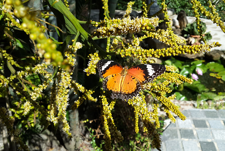 papillon, nature, plantes, insectes, jardin, plantes tropicales, nature de l’Asie du sud-est