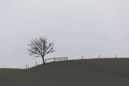 пейзаж, фотография, Грин, трава, поле, дерево, дневное время