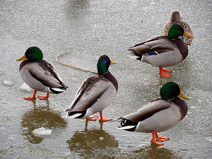 Duck, jää, talvel, külmutatud, lind, loodus, külm