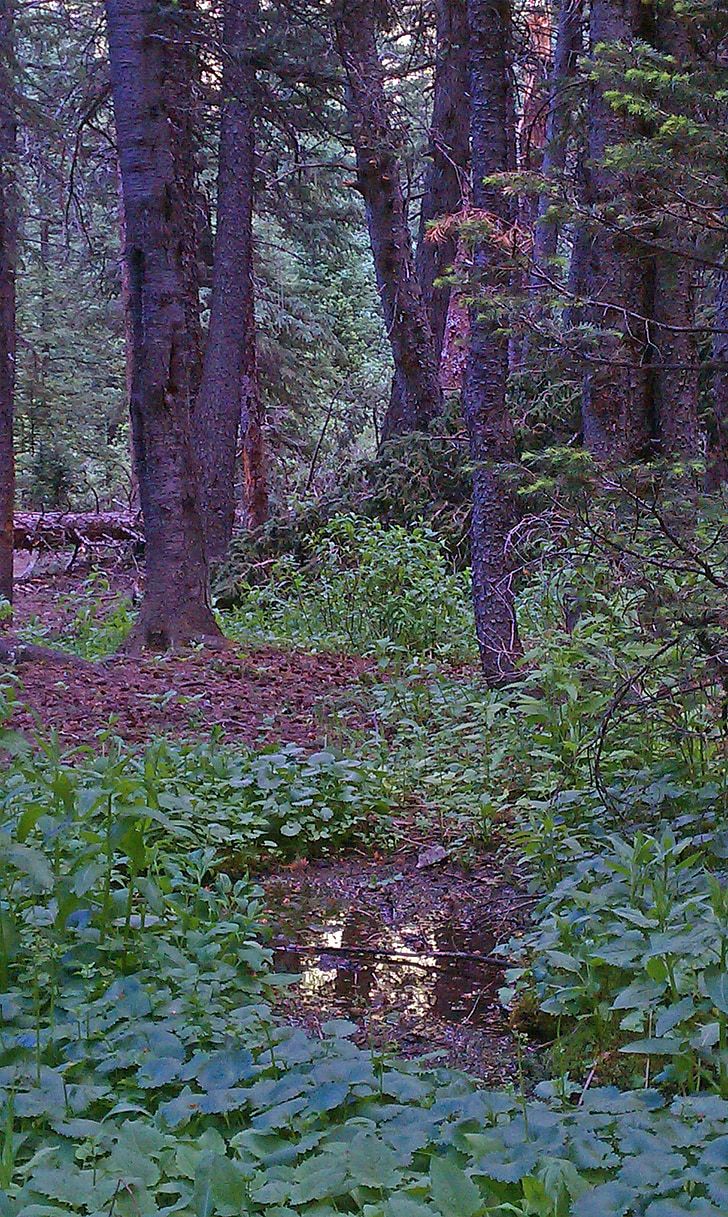 bos, Creek, Stream, groen, buiten, hout, mooi landschap