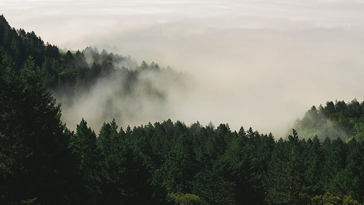 ceaţă, pădure, natura, pini, copaci, pădure
