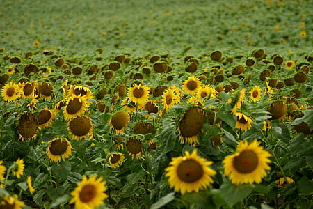 sunflower, field, flowers