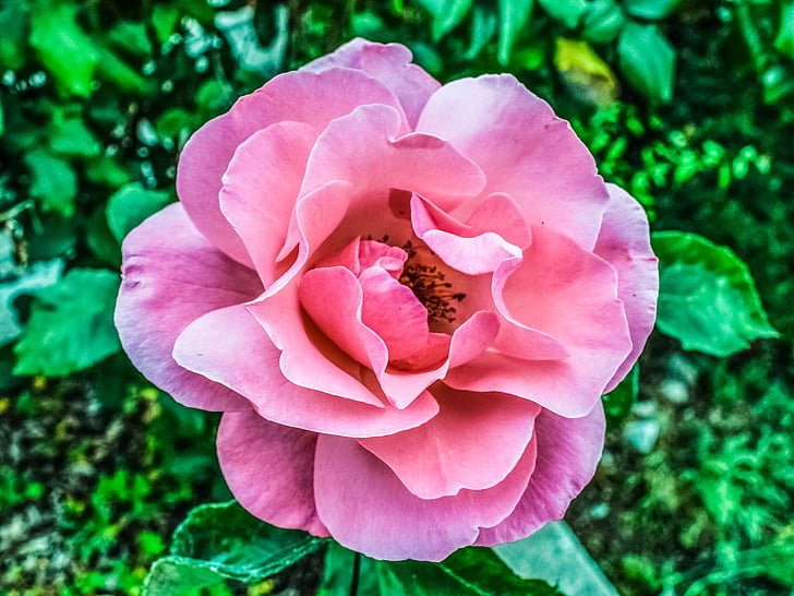 rose, pink, flower, romance, plant, blossom, garden