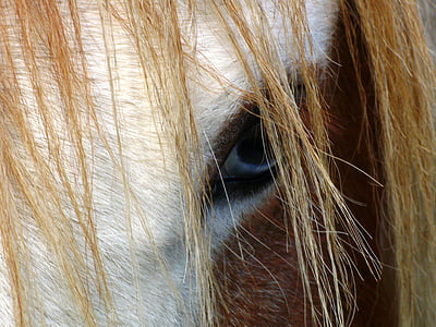 con ngựa, mắt, đầu, ngựa đầu, động vật, nông thôn