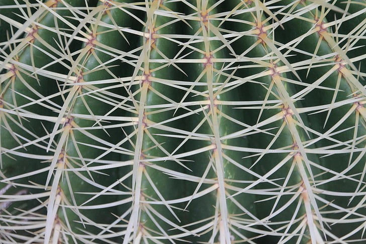 Cactus, piikkejä, kasvi, Desert, Puutarha, mehevä, Luonto