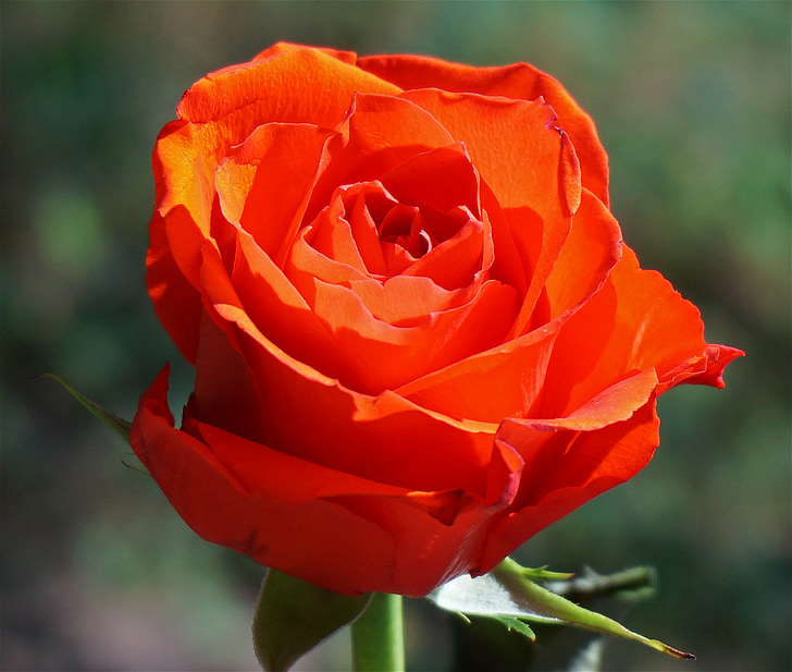 Rosa laranja, levantou-se, flor, flor, flor, natureza, jardim