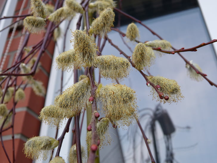 pussy willow, se desvaneció, polen, macro, rama, primavera, naturaleza