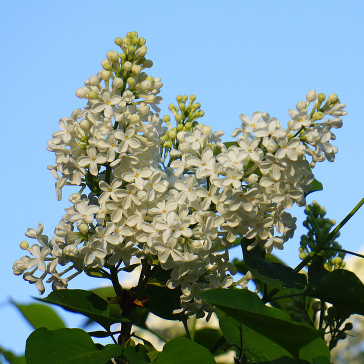 white flower, inflorescence, lilac, syringa, plant, nature