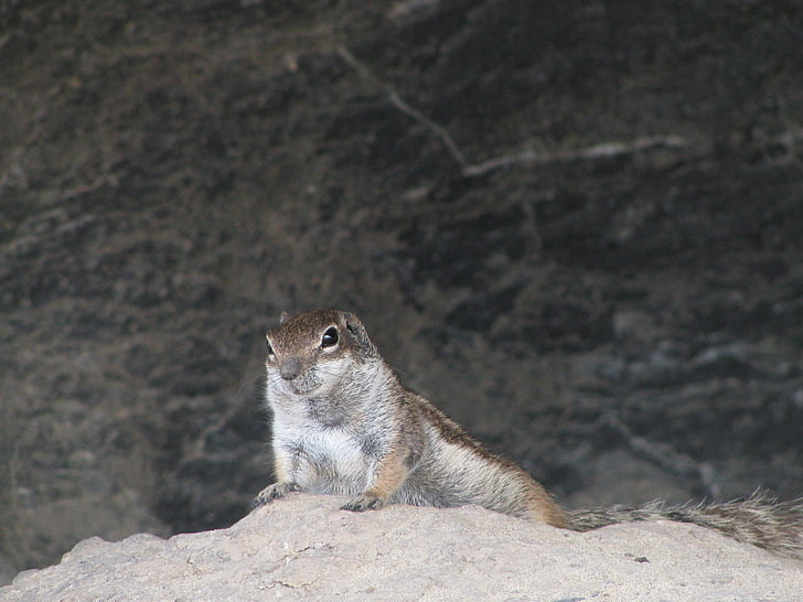 animal, nature, rock