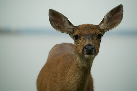 鹿, 耳朵, 寻找, 向上, 鼻子, 野生动物, 美国能源部