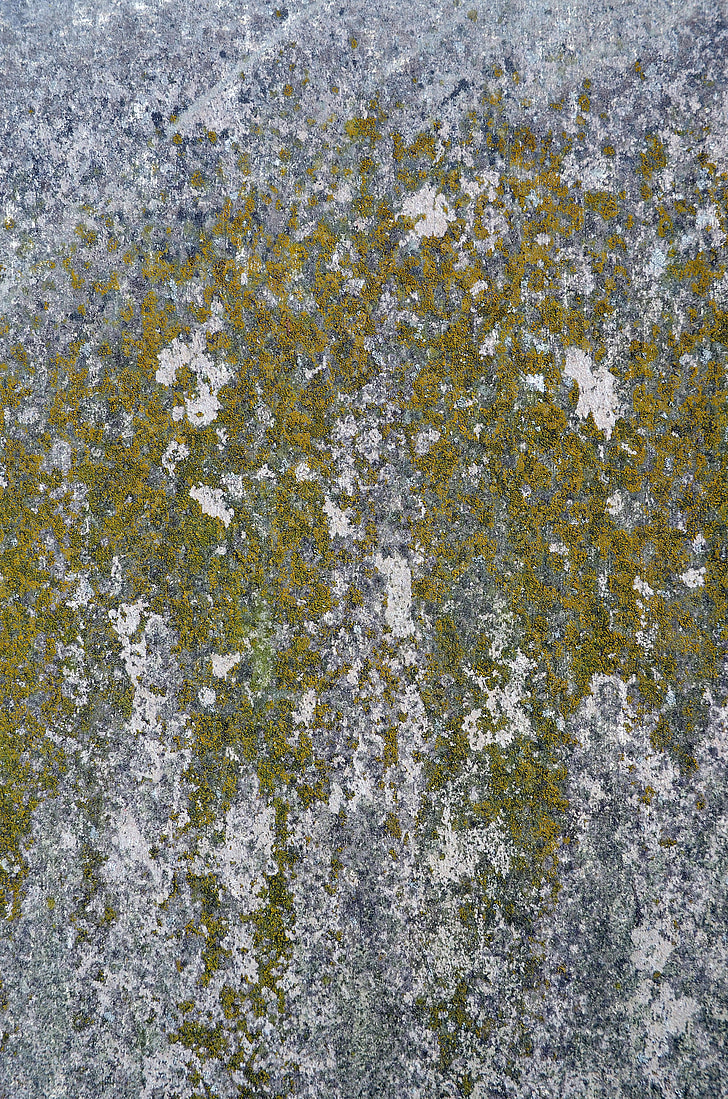 Moss, konsistens, bakgrund, gamla, naturen, yta, texturerade