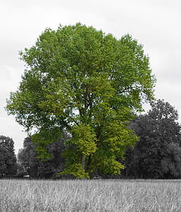 tree, green, black white, nature, old tree, log, park