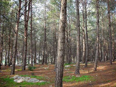 forest, trees, pine, coniferous tree, bark, grass, spring