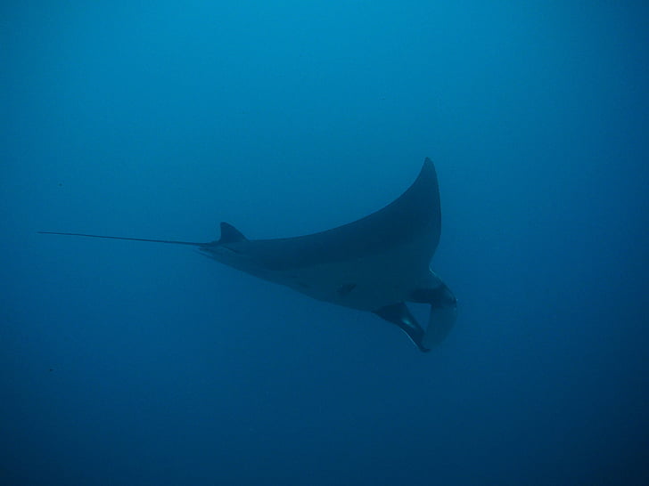 manta, rays, manta rays, maldives, thailand, divers, underwater