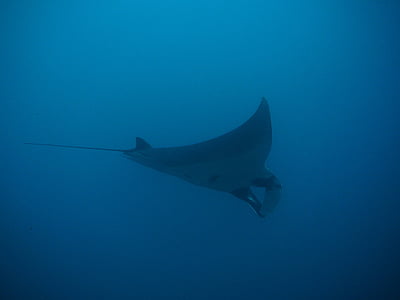 Manta, stråler, Manta stråler, Maldiverne, Thailand, dykkere, undervands