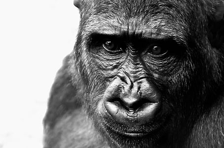 gorila, macaco, animal, jardim zoológico, peludo, onívoro, fotografia da vida selvagem