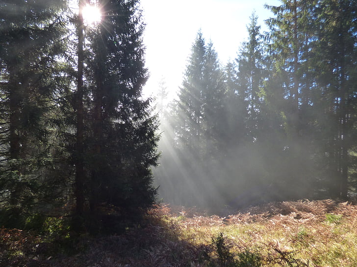 podzimní les, Chata Passauer, Leogang, FOD, ráno, sluneční světlo