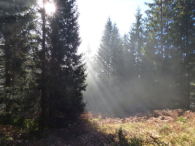 Осенний лес, Passauer Хат, Леоганг, ФОД, утро, Солнечный свет