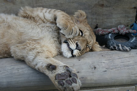 Lion, animal, chat, sommeil, mignon, ludique, au repos
