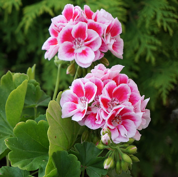 flowers, pink white, flower, full bloom, pink and white, nature, plant