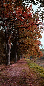Природа, краєвид, Осінь, дерева, листя, кольори, ходьби